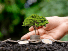 Moedas e arvore indicando que a sustentabilidade trás retorno financeiro