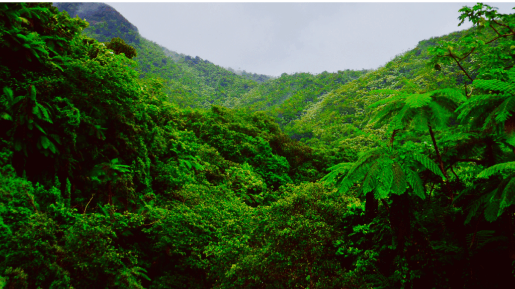 Mercado carbono reflorestamento
